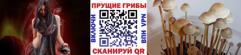 Галлюциногенные грибы мицелий  где продают   Красногорск 